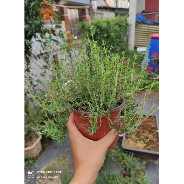 thyme ( xạ hương)