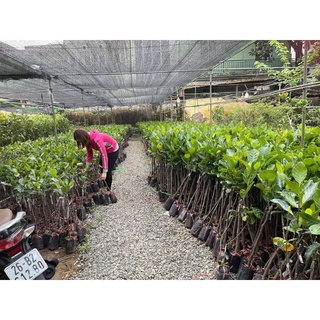 Cây Mít Tố Nữ Lùn