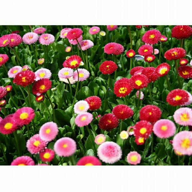 Hạt giống hoa Cúc Bellis (cúc anh)