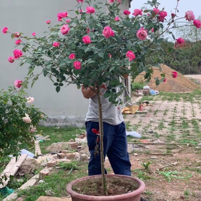 Hồng thân gỗ cành chiết tree sapa