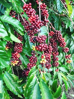 Cafe sạch nguyên hạt rang xay