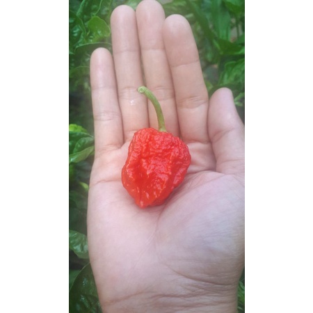 10 HẠT GIỐNG ỚT CAY CAROLINA REAPER