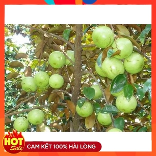 Cây Giống Vú Sữa Lò Rèn Cây Ghép Cho Quả Sau Một Năm Trồng