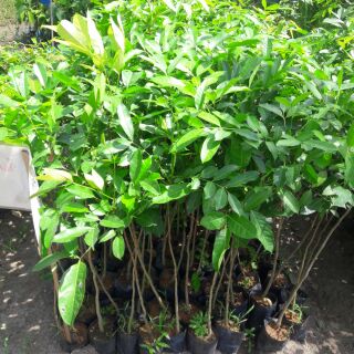 Cây giống xà cừ ,lim xanh ,xoan đào ...