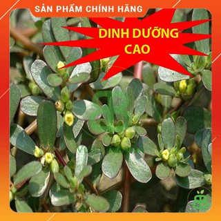 Hạt giống rau sam giàu dinh dưỡng 0.5 gram