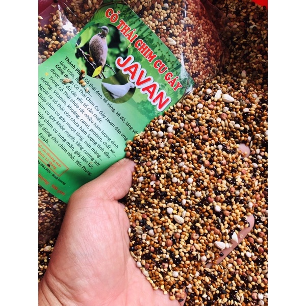 Cỏ thái chim cu gáy Javan