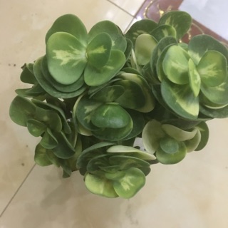 Cây lục bình đột biến - Sen đồng xu var lớn