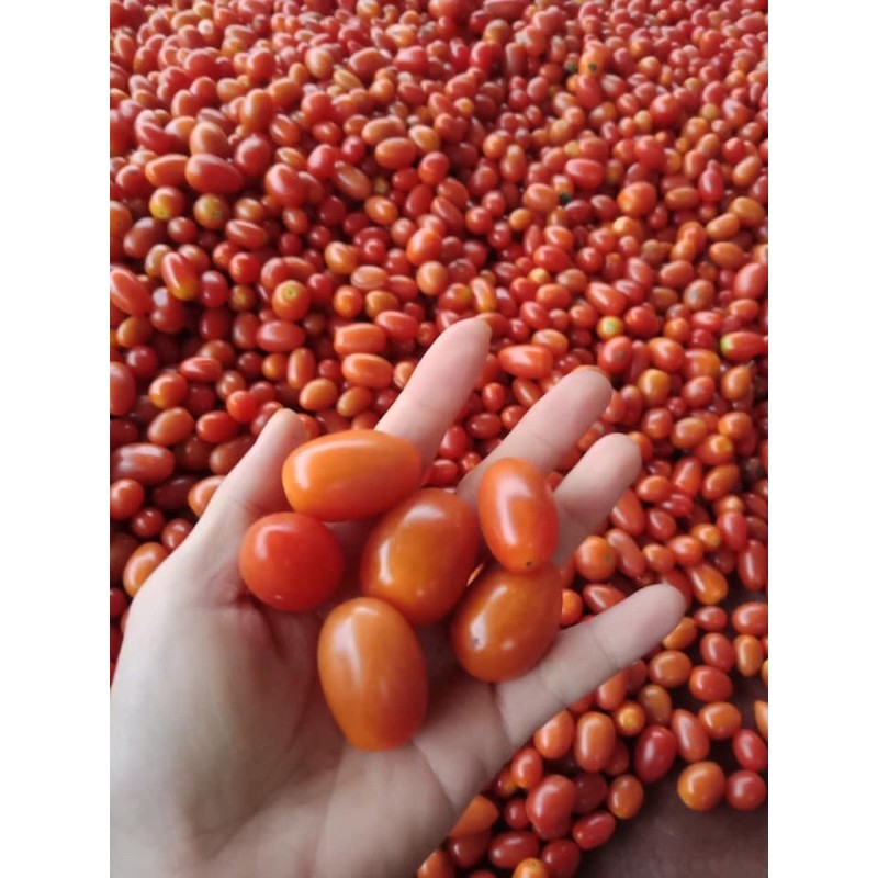 1KG MỨT CÀ CHUA BI ĐÀ LẠT SẤY DẺO NGON HẢO HẠNG