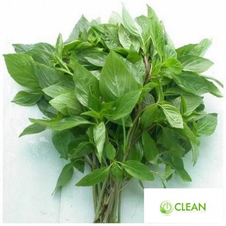Hạt giống Rau quế