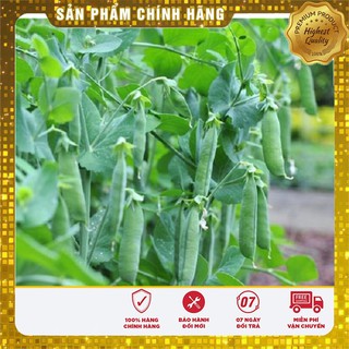 Hạt giống đậu Hà Lan - 50gr