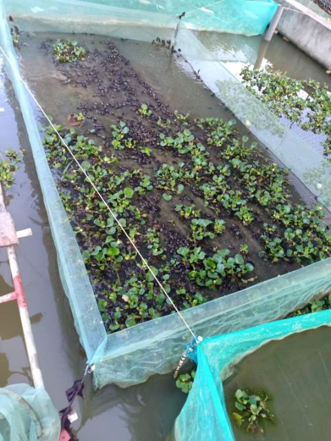 Tráng nuôi ếch 4x2x1v20