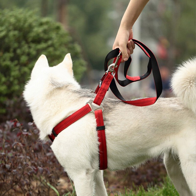 DÂY DẮT CHÓ TO - DÂY DẮT CHO CHÓ BECGIE, ALASKA, HUSKY