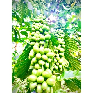 Giống cà phê vối TR9 ( cây to khoẻ đúng giống)