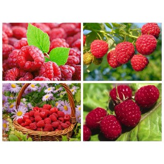 Hạt giống cây Mâm xôi đỏ - Phúc bồn tử đỏ