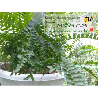 Dương xỉ nữ hoàng bụi lớn