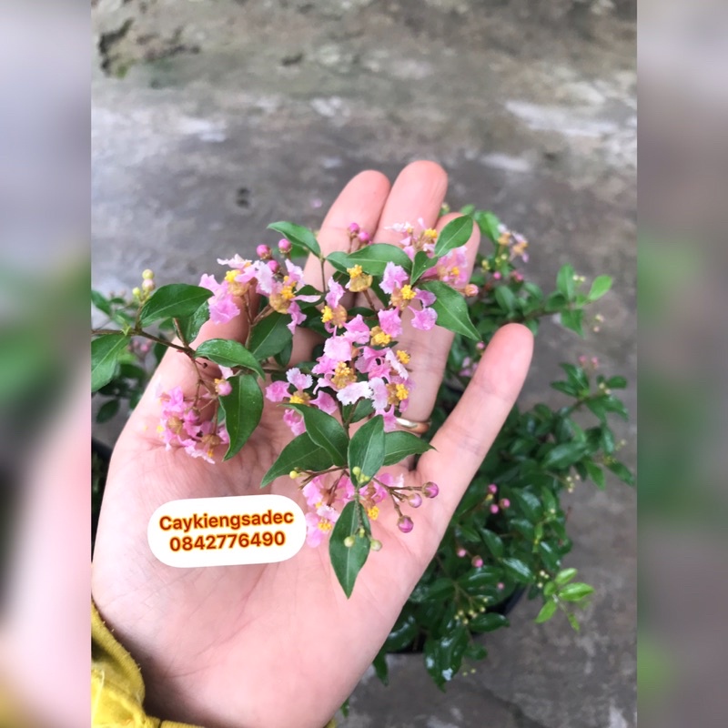 Caykiengsadec hồng Ngọc mai bonsai