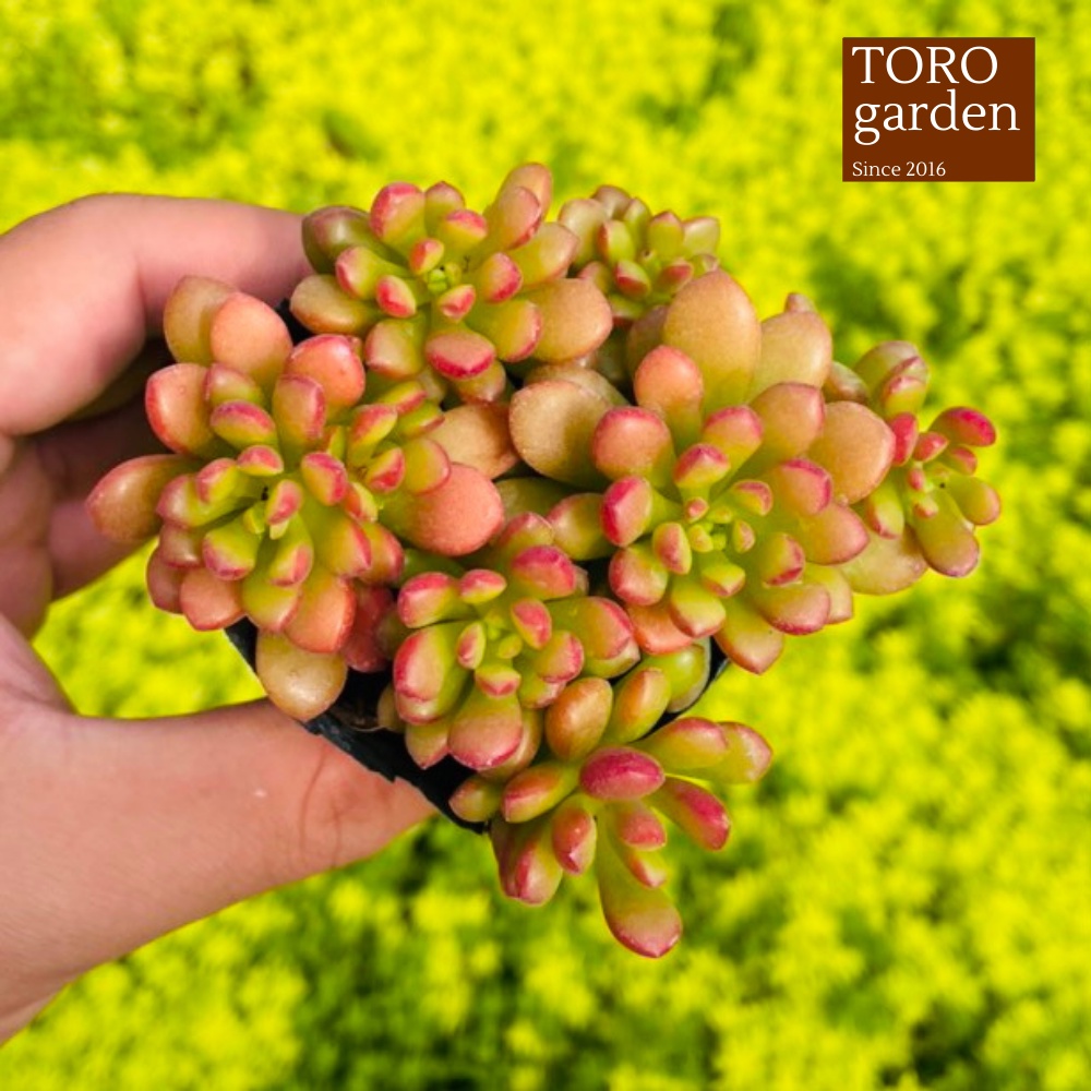 Sen đá sedum cam Đà Lạt size bé cây cảnh trang trí nhà cửa Toro garden