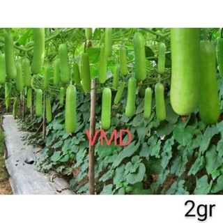 Hạt giống Bầu Sao Lai F1