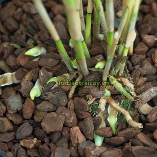 Vỏ thông trồng lan Thanh Hà kích thước 1x2cm - GT2