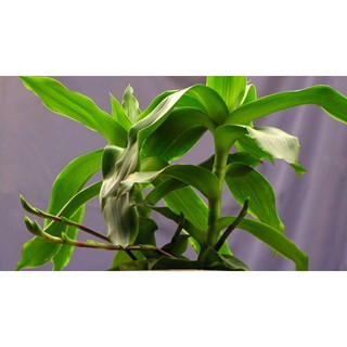 Cây giống lược vàng