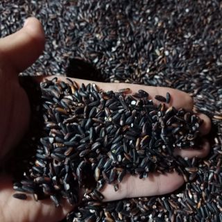 1kg Gạo nếp cẩm Yên Thổ - Cao Bằng (65k/kg)