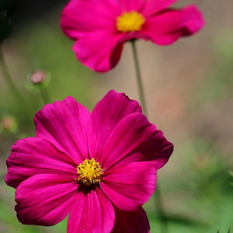 Hạt Giống Hoa Cúc Sao Nháy nhiều màu (hoa cánh bướm) 50 hạt