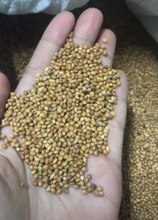 Hạt kê vàng 1kg
