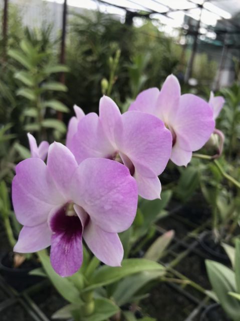 Lan denro nhiều màu