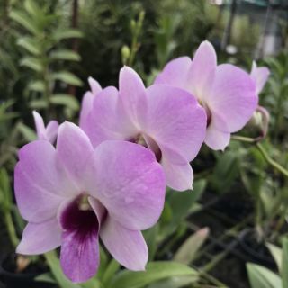 Lan denro nhiều màu(Loại cây giống )