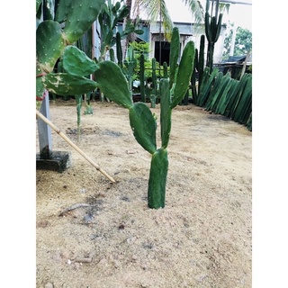 Xương Rồng Tai Thỏ ( loại lớn )