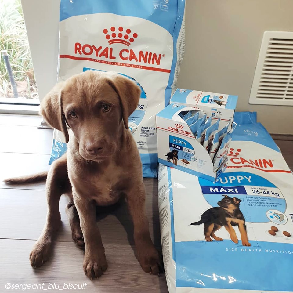 ROYAL CANIN - MAXI PUPPY [ CHÍNH HÃNG ] - Thức ăn dành cho chó từ 25-44 kg