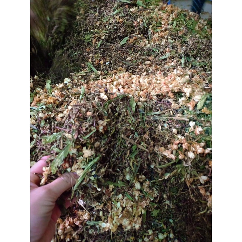 Trà Sơn Mật Hồng Sâm Sapa - Gói 1kg