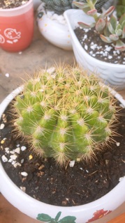 Xương rồng Bá Tử size trung