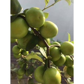Cây táo xanh Thái Lan - Trung tâm giống + Tặng 01 cây dâu da đất ( bòn bon)