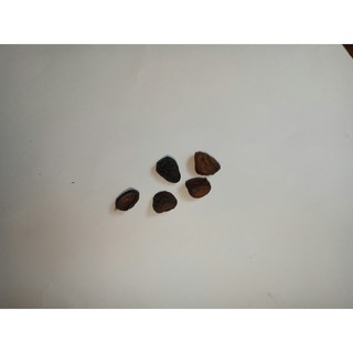 01 Hạt Dổi Hòa Bình dùng thử đặc sản vùng Tây Bắc