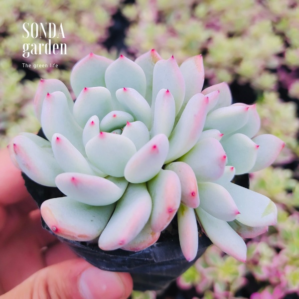 Sen đá cúc đầu đỏ SONDA GARDEN size bé 5-8cm, xuất xứ Đà Lạt, khoẻ đẹp, lỗi 1 đổi 1