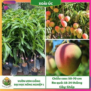 Cây giống xoài Úc f1, giống xoài Úc đại học nông nghiệp 1, cây xoài ghép cao 50cm-70cm