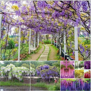 COMBO 5 gói hạt giống hoa tử đằng Nhiều Màu (Kèm kích thích hạt nảy mầm)