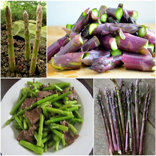 HẠT GIỐNG MĂNG TÂY TÍM