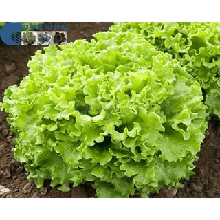 Hạt giống rau Xà Lách Xoăn Xanh - xà lách xanh ngon
