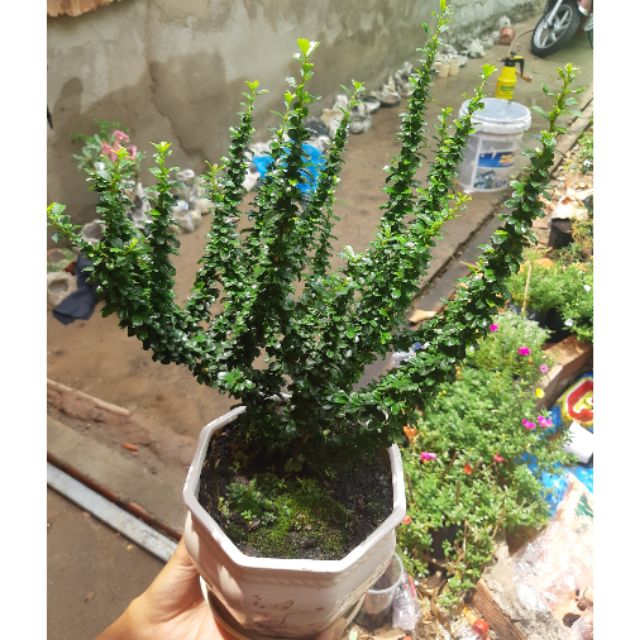 Trà phúc kiến lá nhỏ
