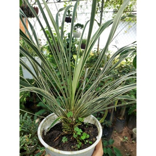 Chậu cỏ Lan chi lá dài