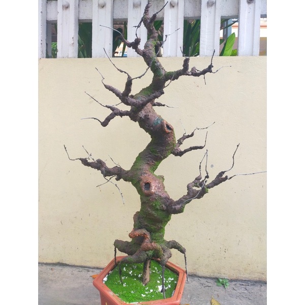 Gốc bonsai, thân cây giả dáng Trực 70-80-90cm làm hoa mai đào Handmade