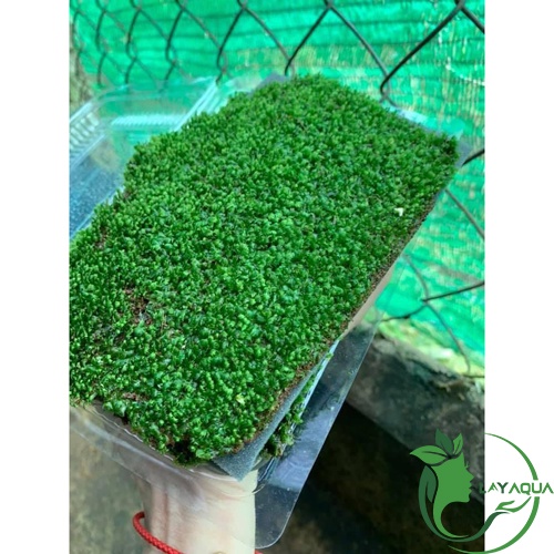 Tấc rêu Minifiss Lá Nước - Fiss lá nước - Trang trí hồ thủy sinh