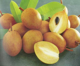 Cây hồng xiêm, cây hồng xiêm xuân đỉnh