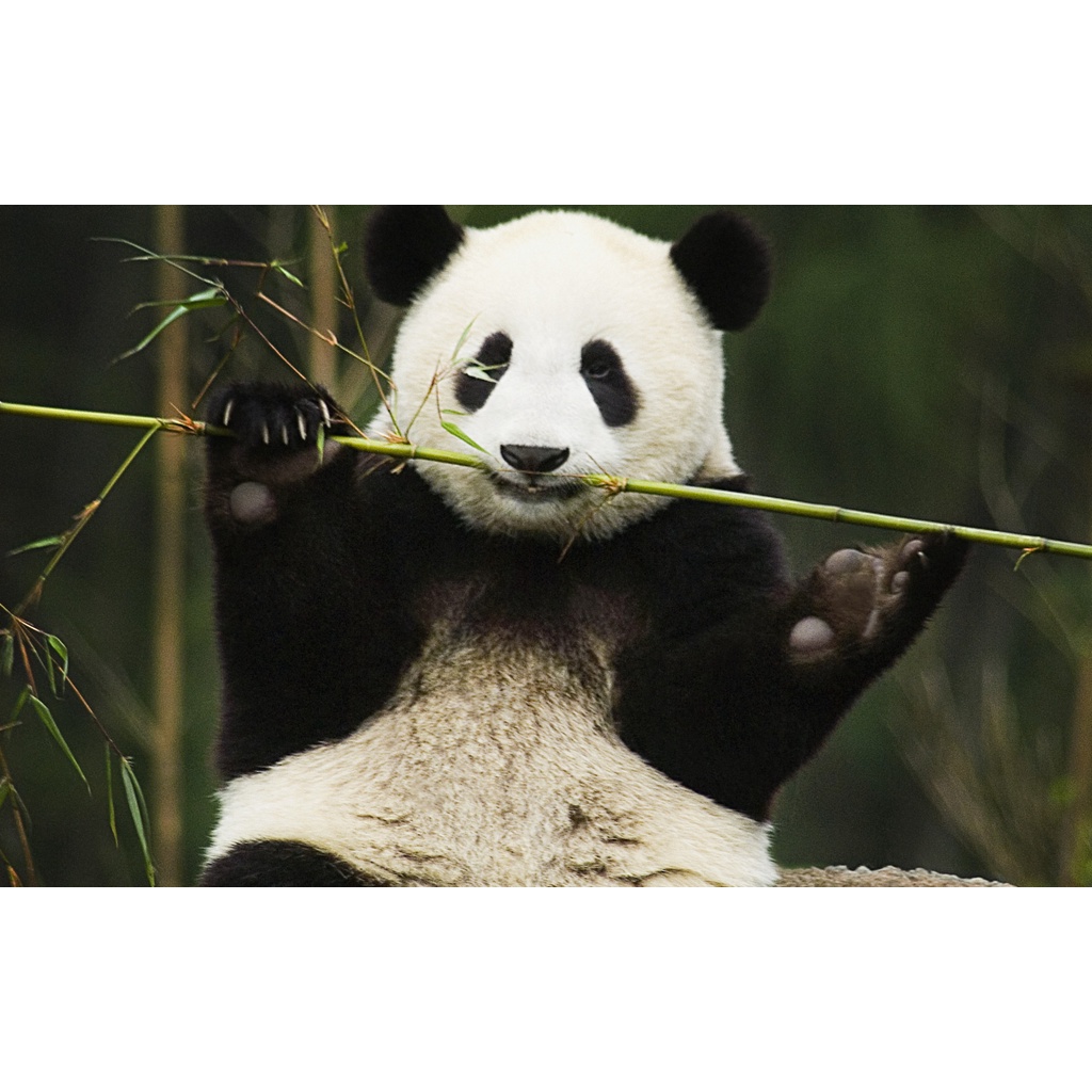 Tranh ghép hình PANDA - Mẫu 3 - Nhận in theo yêu cầu