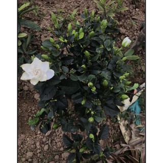 cây bạch thiên hương cao 70cm