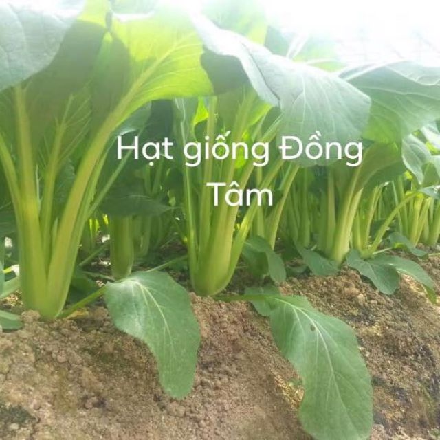 Hạt giống cải ngọt F1 chịu nhiệt năng suất cao gấp 30% thương hiệu Đồng Tâm