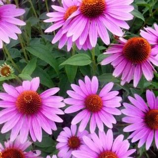 Hạt giống hoa cúc tím gói 100 hạt