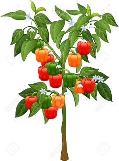 Ớt siêu cay Habanero